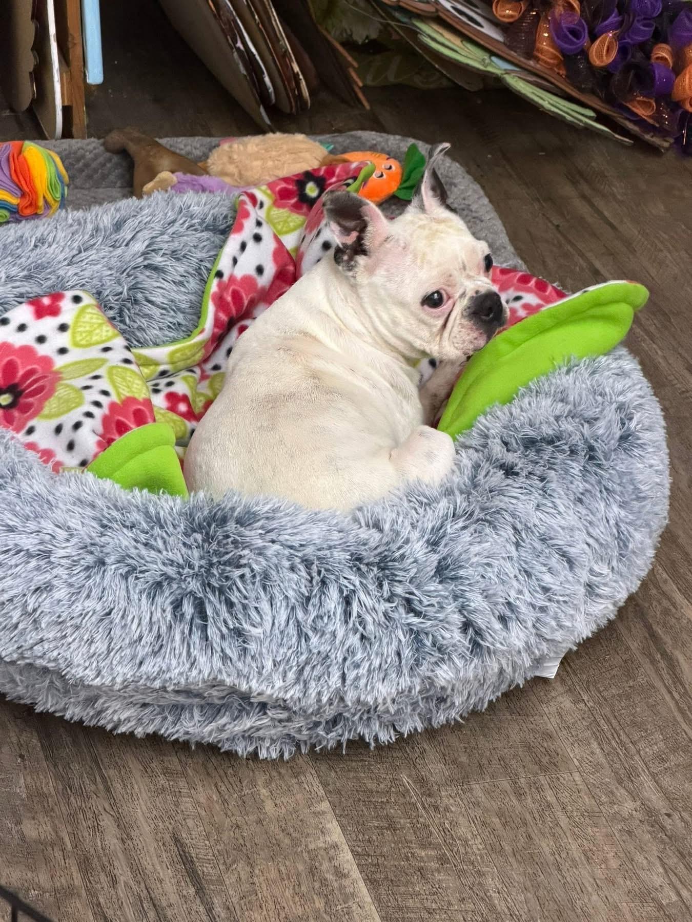 Enlarge Latte, a Adoptable Boston Terrier in Van Vleck, TX image 3/6
