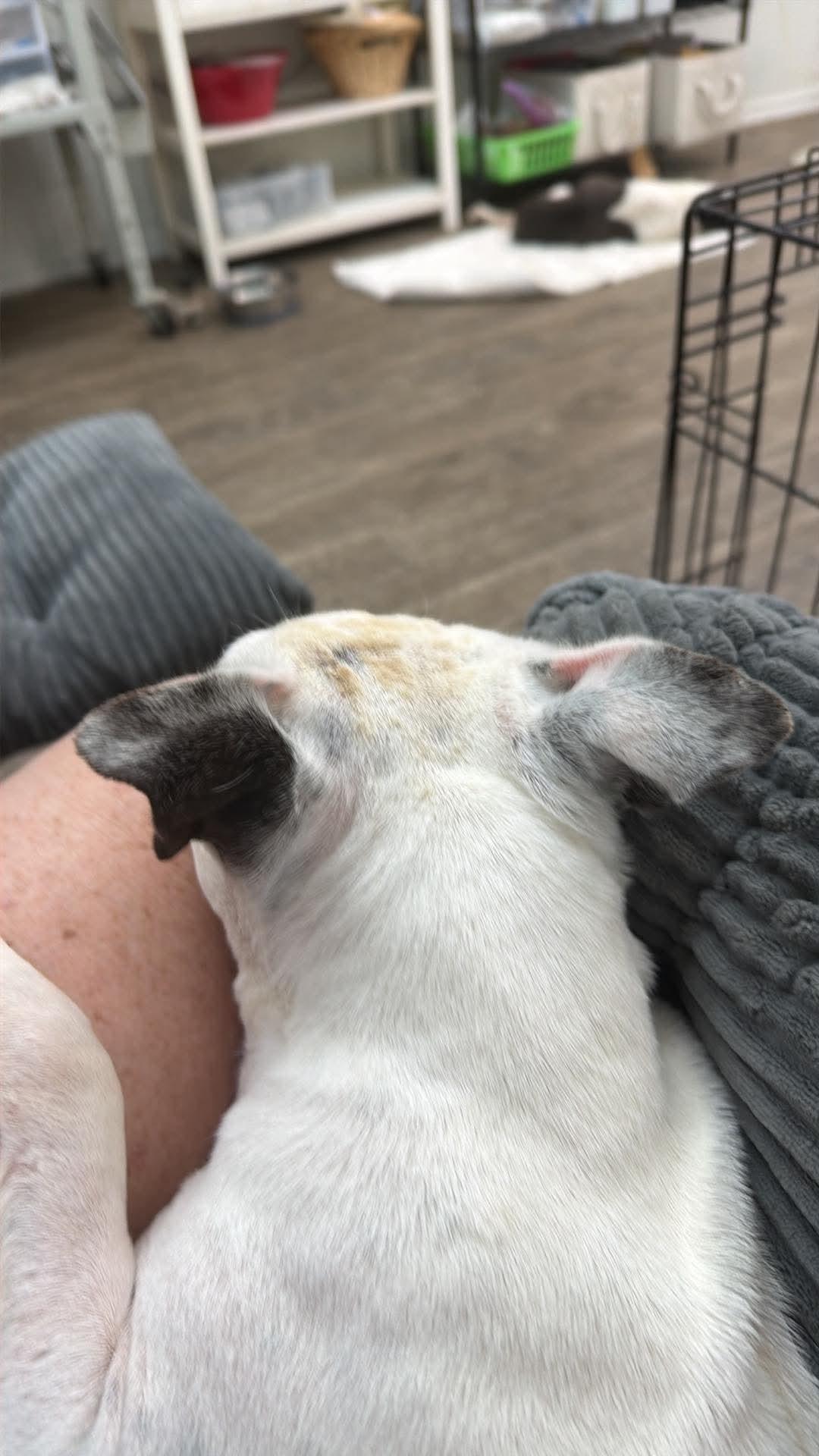 Enlarge Latte, a Adoptable Boston Terrier in Van Vleck, TX image 4/6