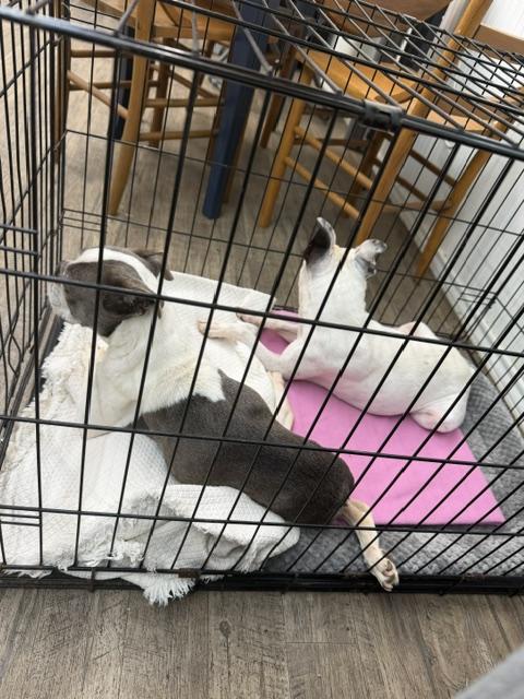 Enlarge Latte, a Adoptable Boston Terrier in Van Vleck, TX image 5/6