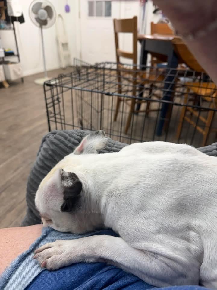 Enlarge Latte, a Adoptable Boston Terrier in Van Vleck, TX image 6/6