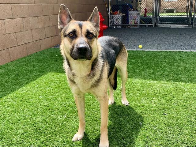 LOLA, Adoptable, Adult Female German Shepherd Dog & Mixed Breed.
