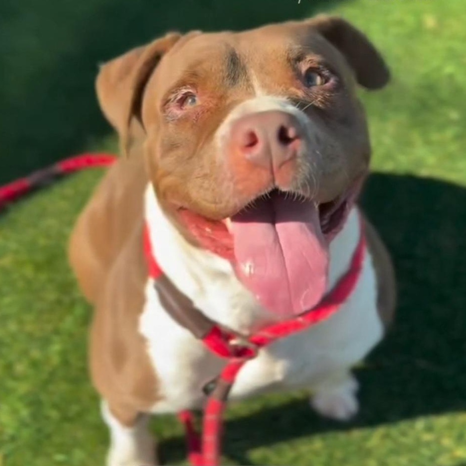 Roxy, Adoptable, Young Female American Bully & American Staffordshire Terrier.