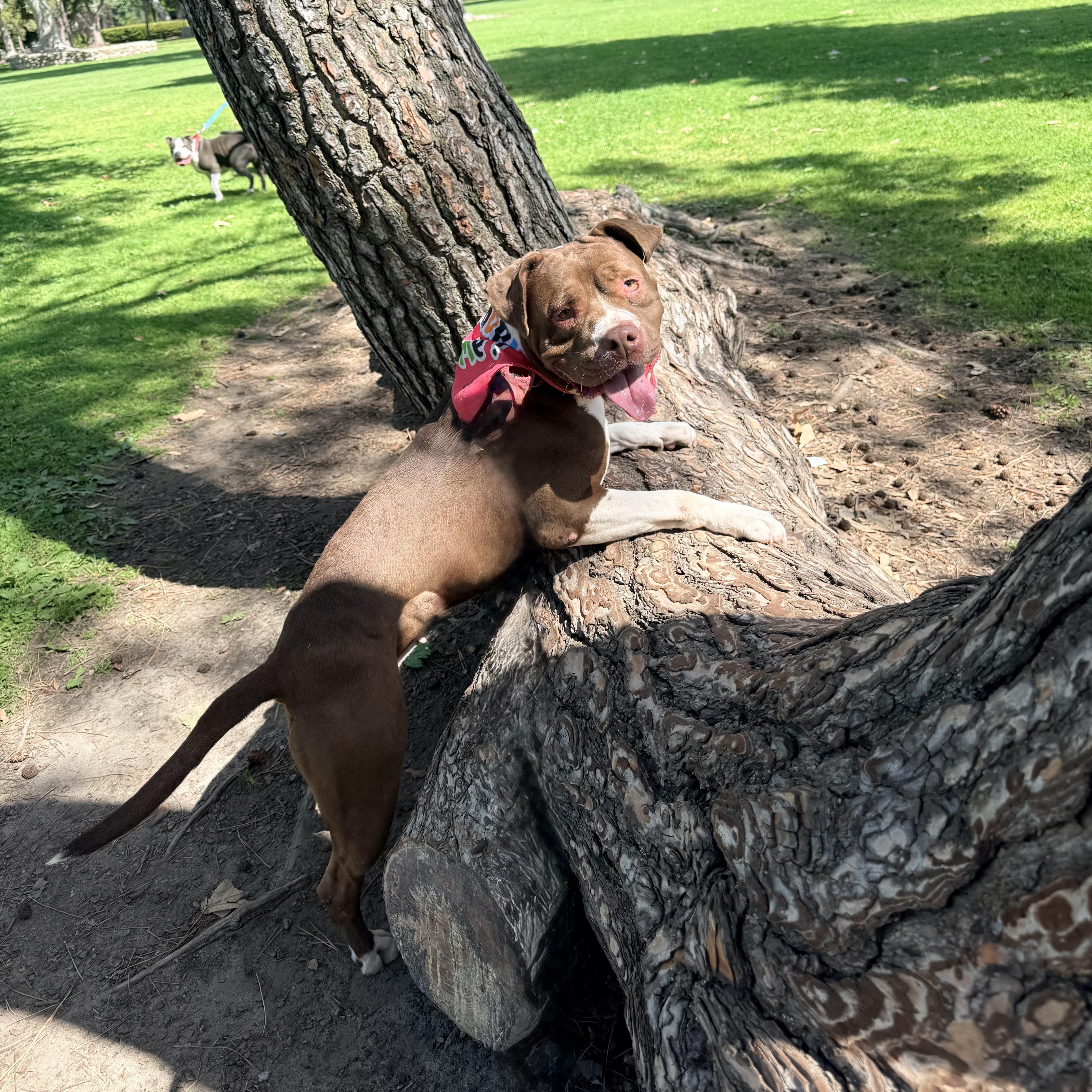 Enlarge Roxy, a Adoptable mixed breed in Claremont , CA image 5/6