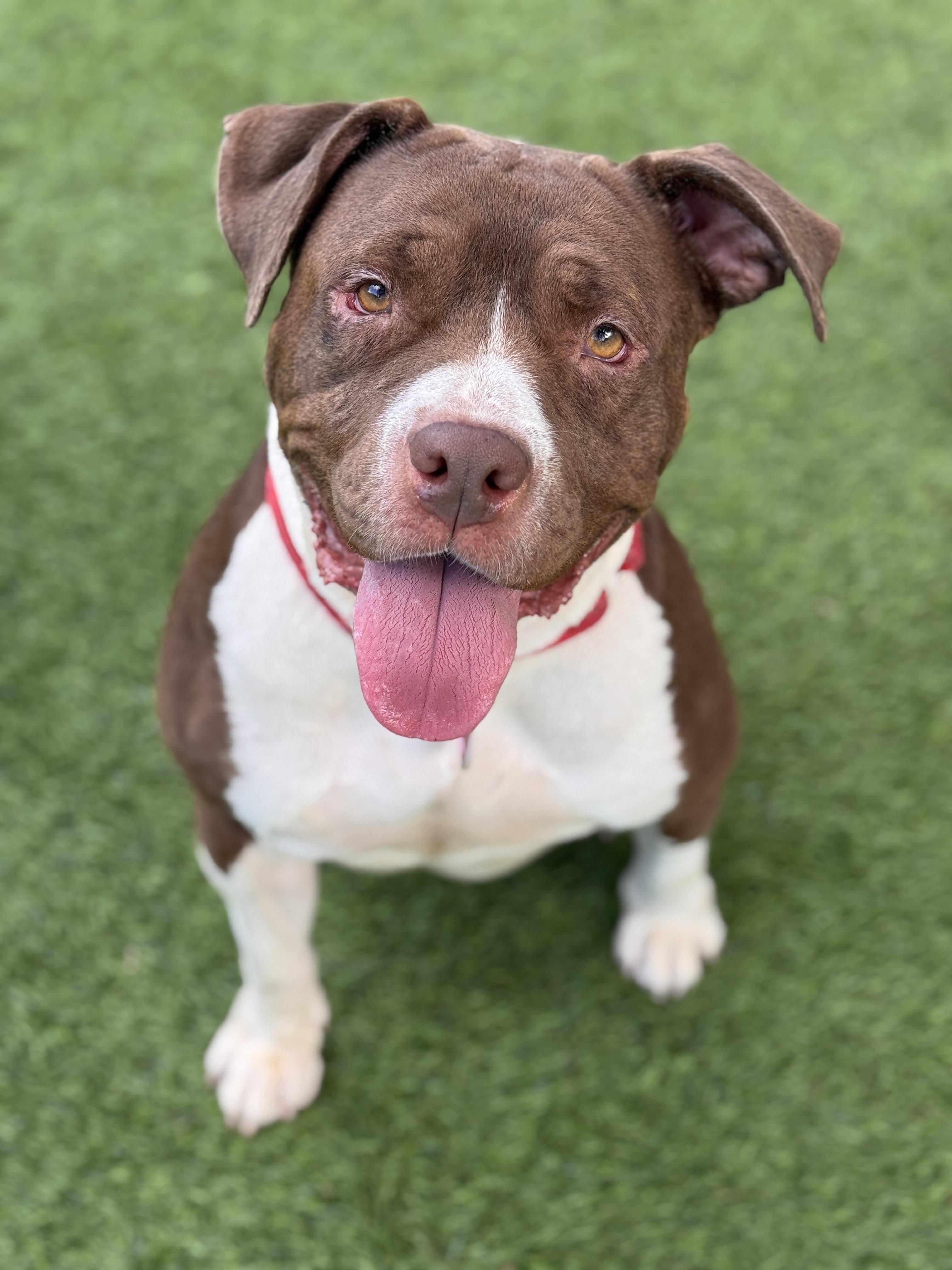 Enlarge Roxy, a Adoptable mixed breed in Claremont , CA image 1/6