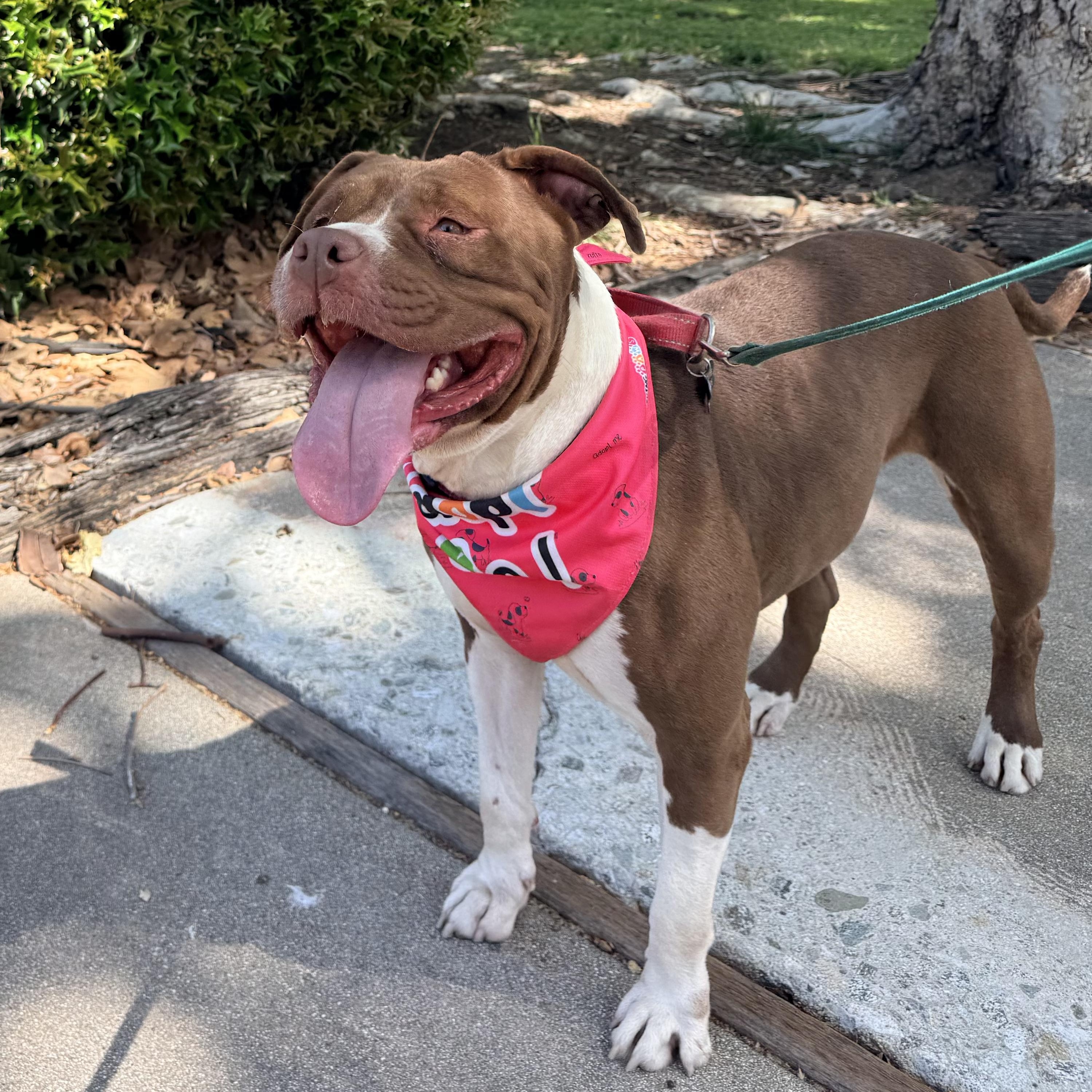 Enlarge Roxy, a Adoptable mixed breed in Claremont , CA image 6/6