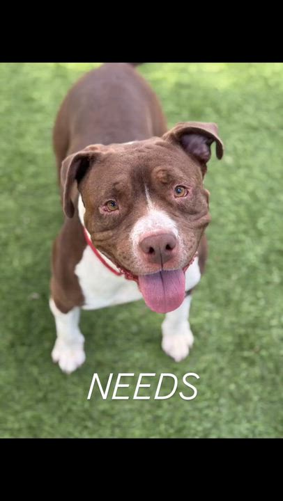 Enlarge Roxy, a Adoptable mixed breed in Claremont , CA video 2/6