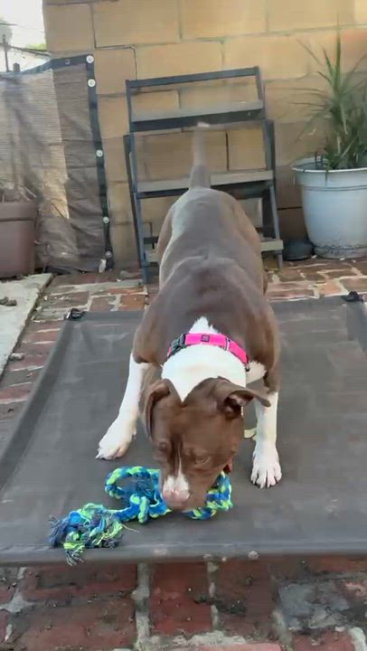 Enlarge Roxy, a Adoptable mixed breed in Claremont , CA video 5/6