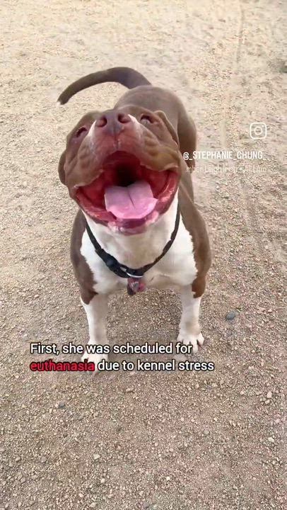 Enlarge Roxy, a Adoptable mixed breed in Santa Barbara , CA video 6/6