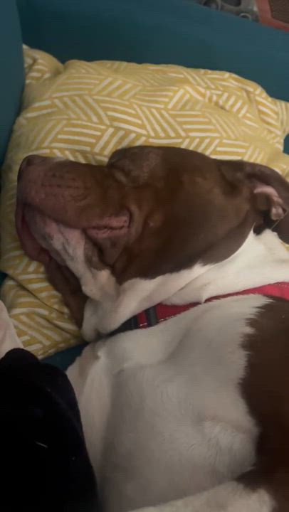 Enlarge Roxy, a Adoptable mixed breed in Claremont , CA video 4/6