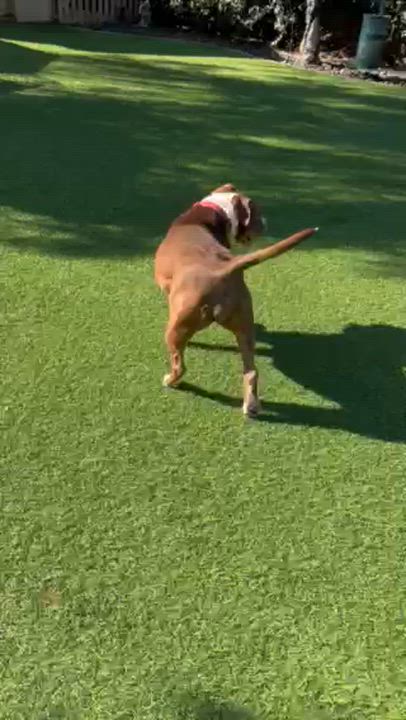 Enlarge Roxy, a Adoptable mixed breed in Claremont , CA video 2/6