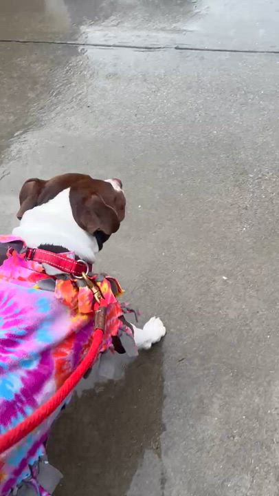 Enlarge Roxy, a Adoptable mixed breed in Claremont , CA video 3/6