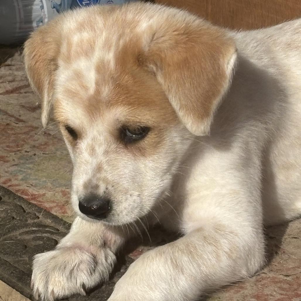 Enlarge Patches, a Adoptable mixed breed in Phoenix, MD image 1/3