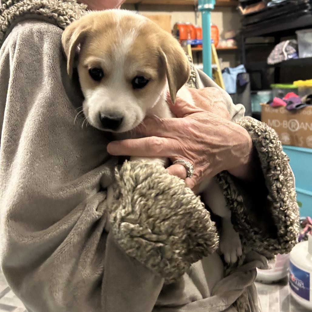 Enlarge Patches, a Adoptable mixed breed in Phoenix, MD image 2/3