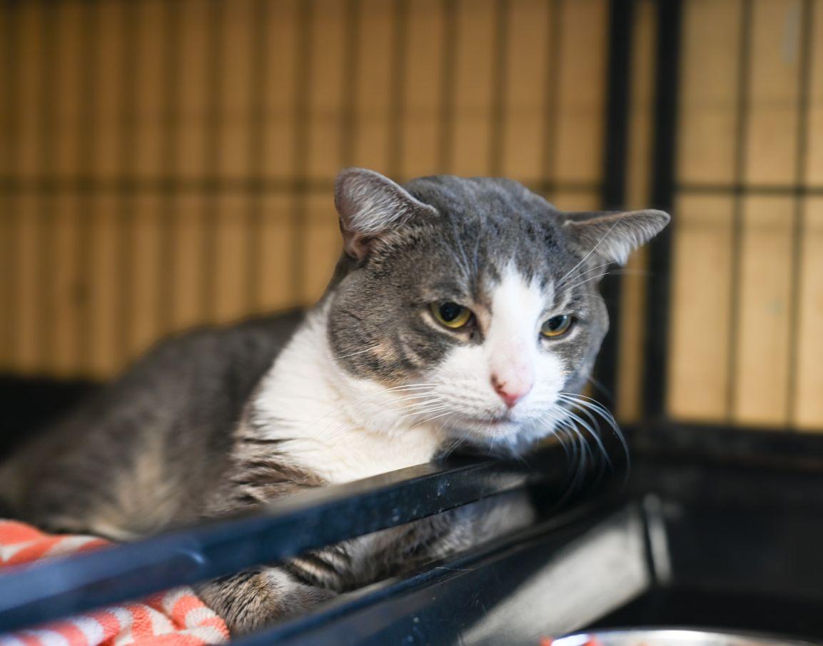 Murphy, a Adoptable Tabby image 2/2