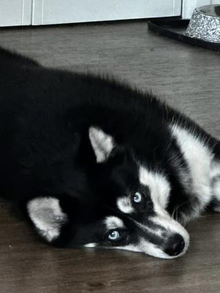 Kona, a ADOPTABLE Siberian Husky in Menifee, CA image 2/6