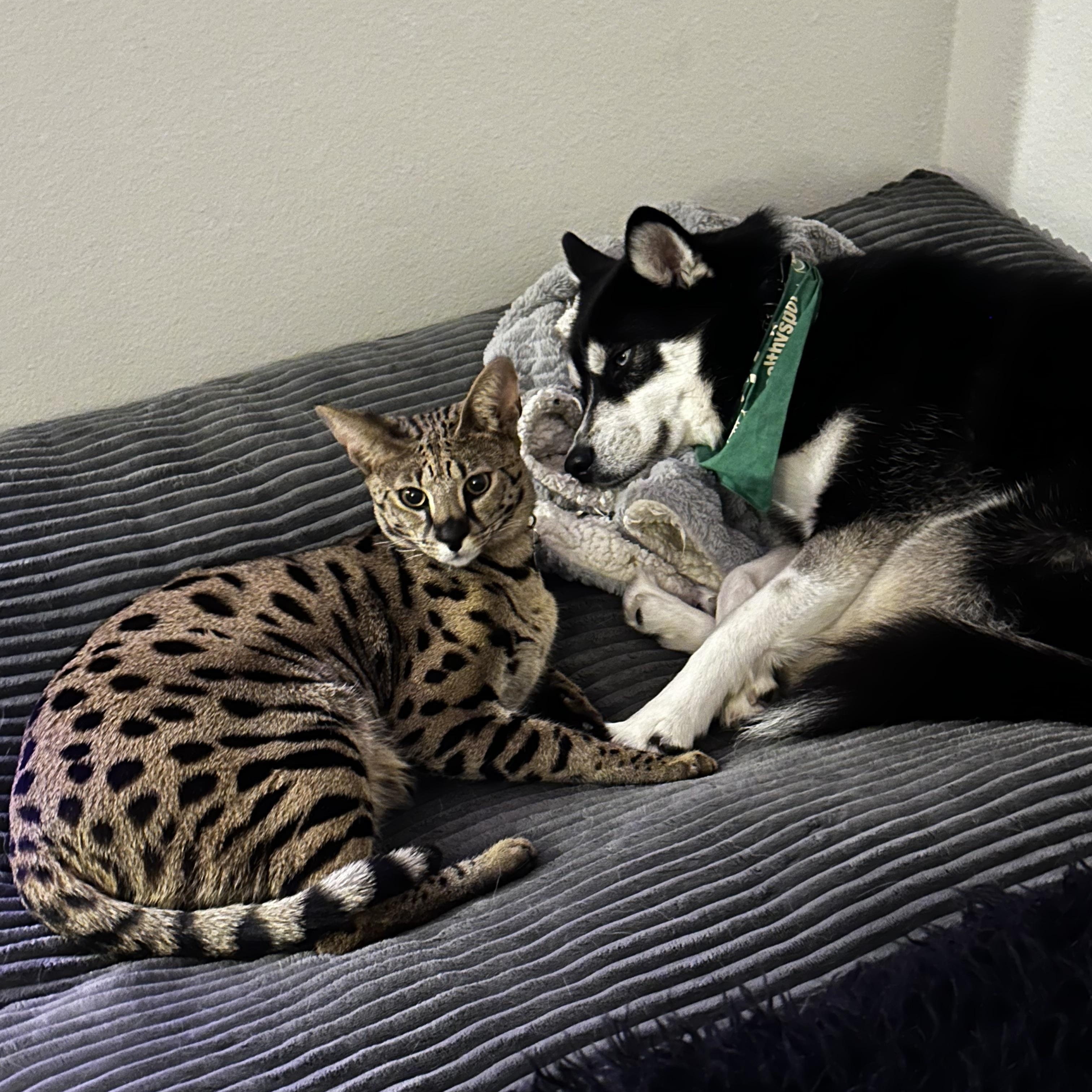 Kona, a ADOPTABLE Siberian Husky in Menifee, CA image 3/6