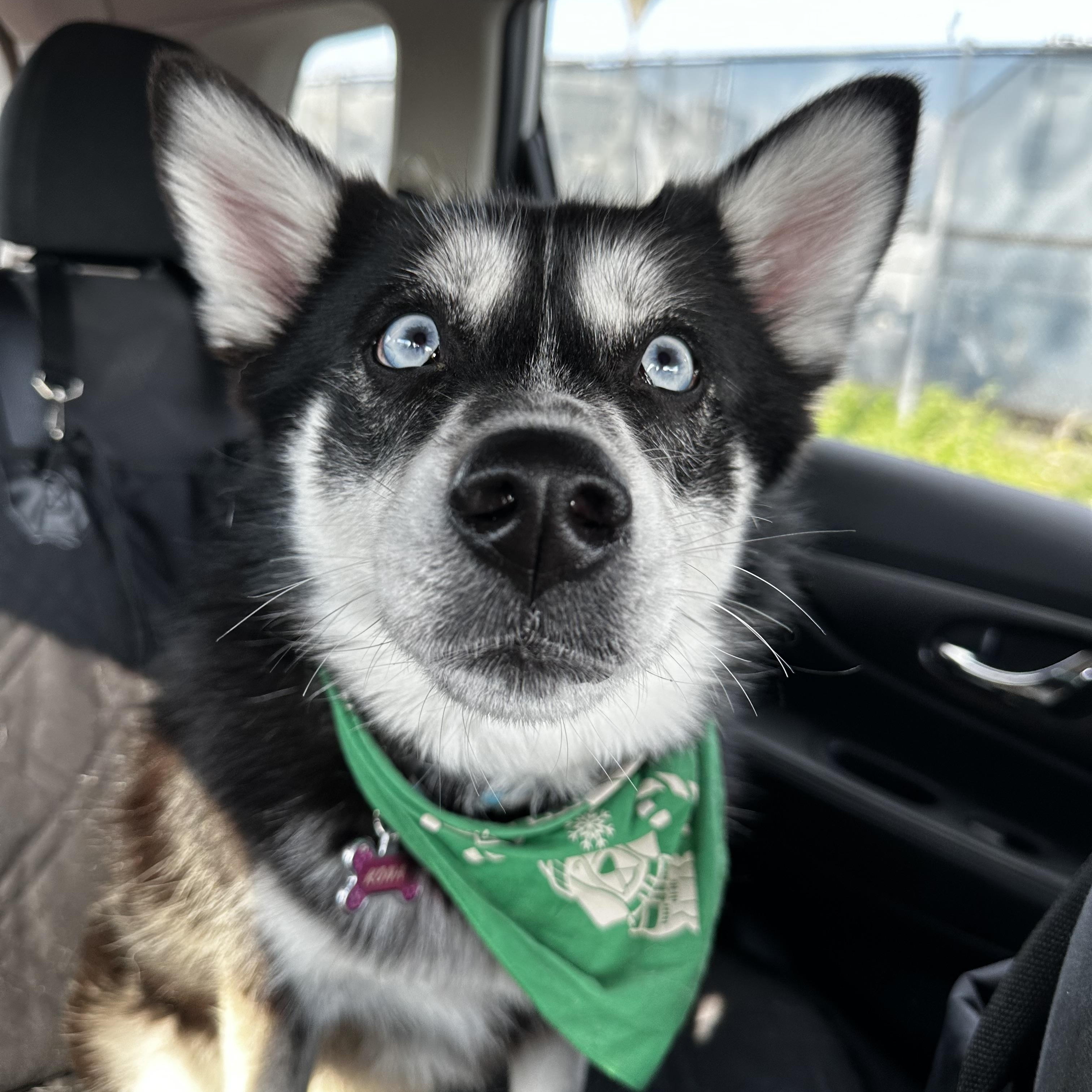 Kona, ADOPTABLE, Adult Female Siberian Husky.