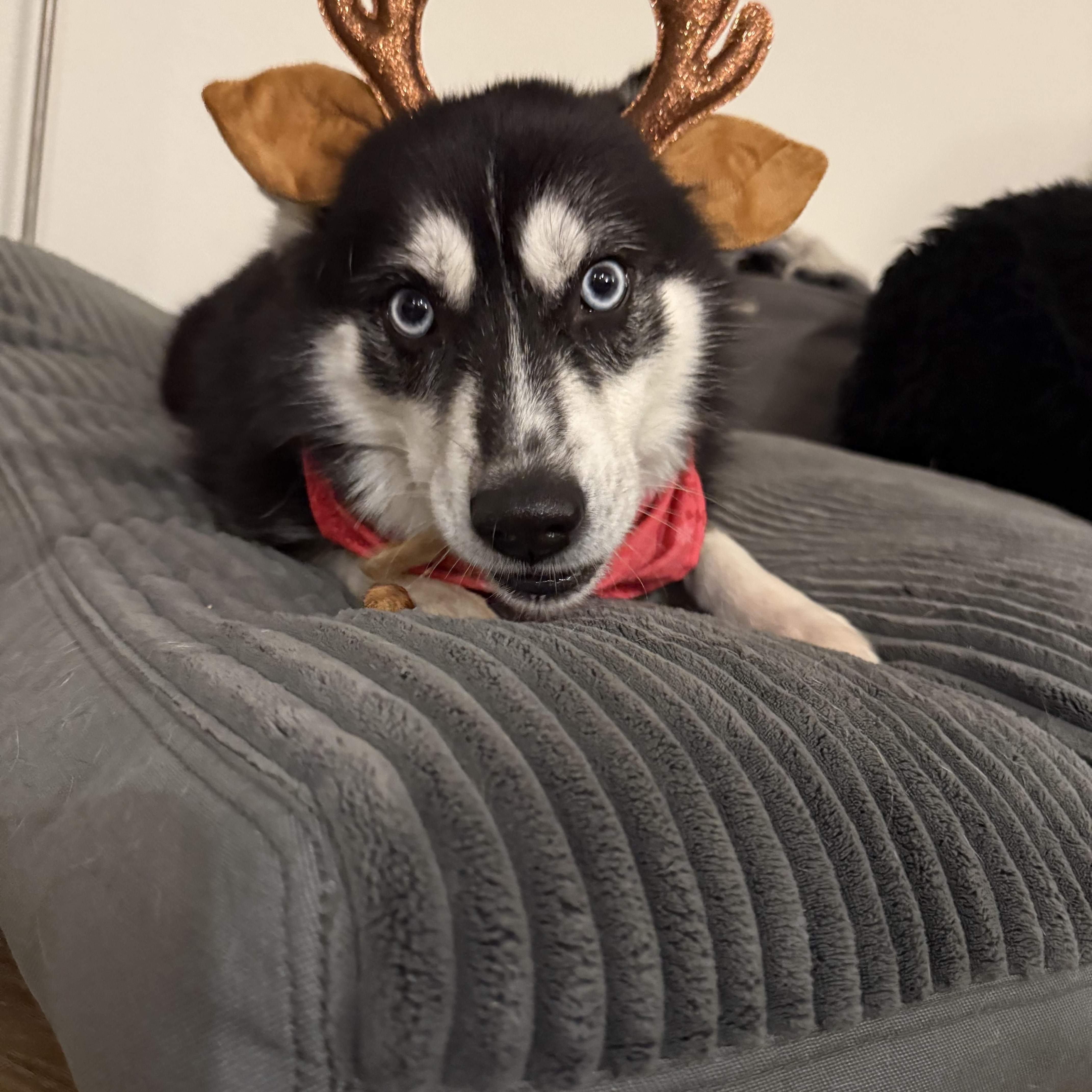 Kona, a ADOPTABLE Siberian Husky in Menifee, CA image 4/6