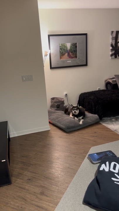 Enlarge Kona, a ADOPTABLE Siberian Husky in Menifee, CA video 6/6