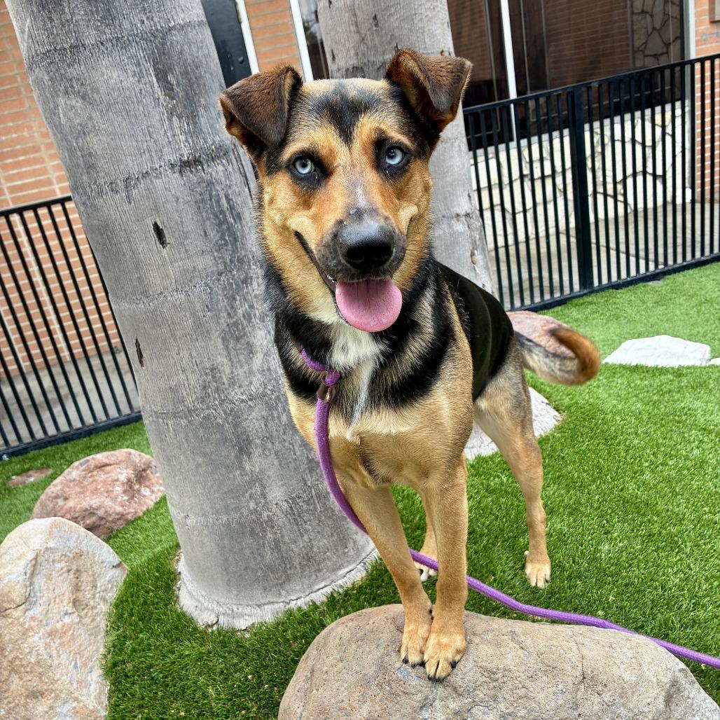 Blue, a Adoptable mixed breed in Long Beach, CA image 1/6
