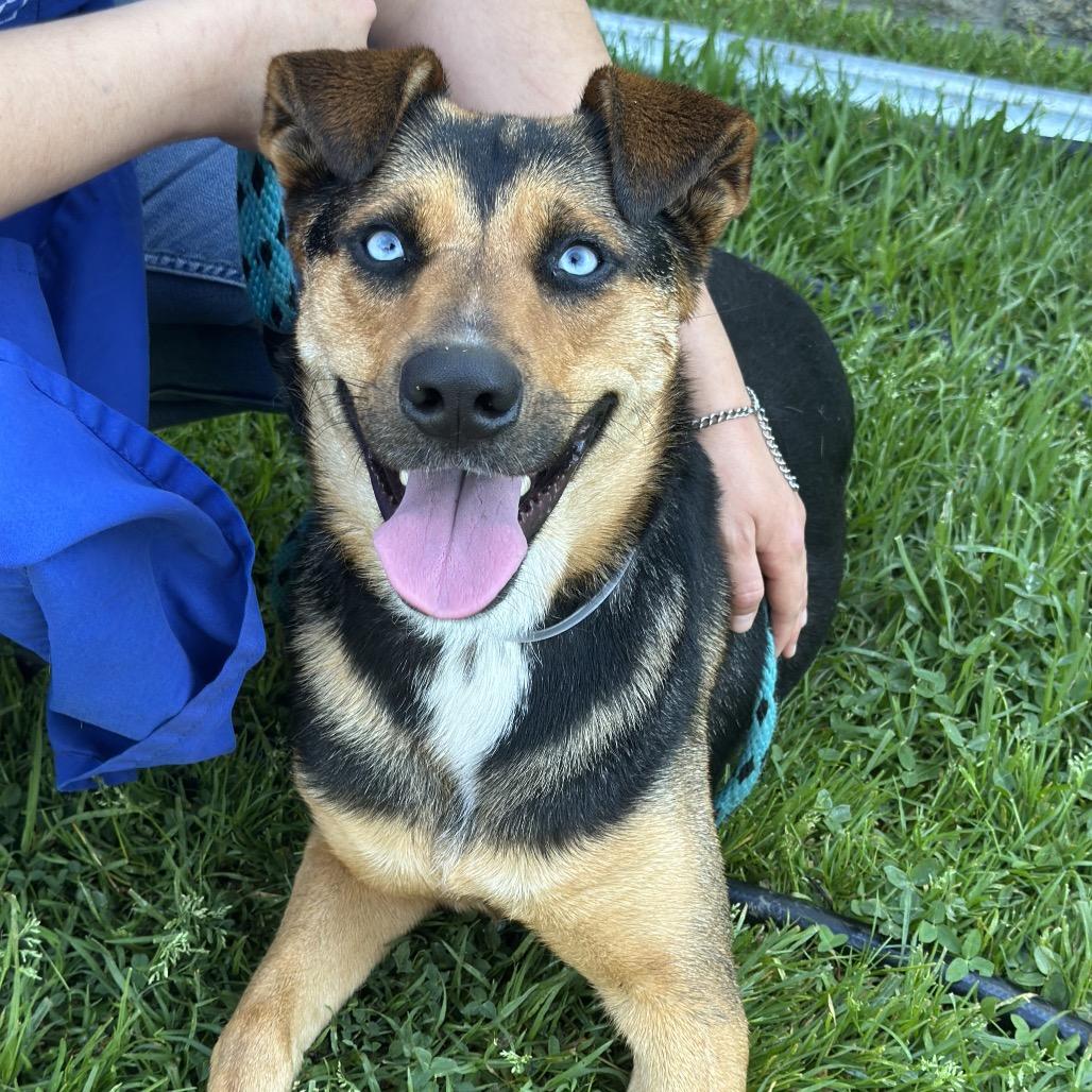 Blue, Adoptable, Young Female German Shepherd Dog & Husky.