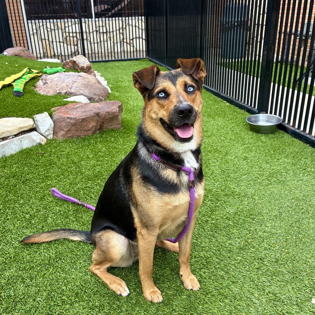 Blue, a Adoptable mixed breed in Long Beach, CA image 2/6