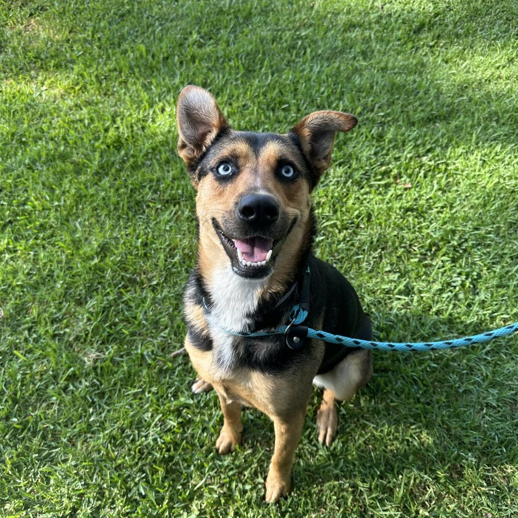Enlarge Blue, a Adoptable mixed breed in Long Beach, CA image 2/3