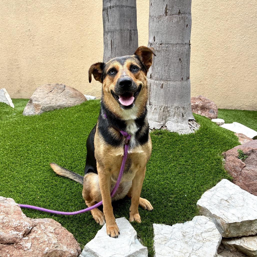 Blue, a Adoptable mixed breed in Long Beach, CA image 3/6