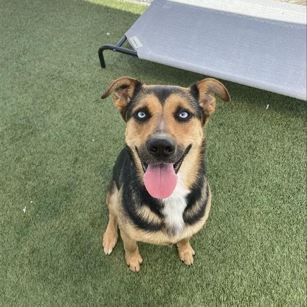 Blue, a Adoptable mixed breed in Long Beach, CA image 4/4