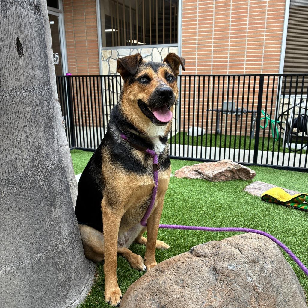 Blue, a Adoptable mixed breed in Long Beach, CA image 4/6