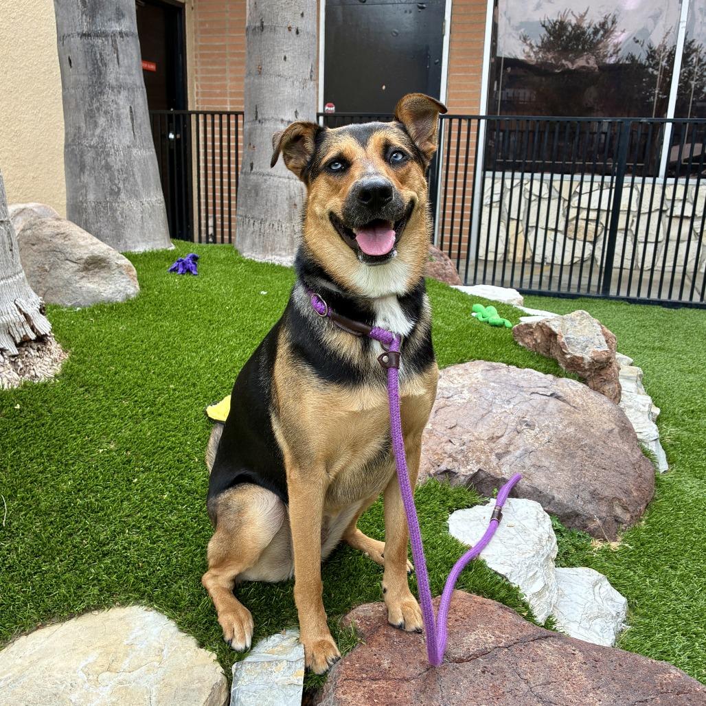 Blue, a Adoptable mixed breed in Long Beach, CA image 5/6
