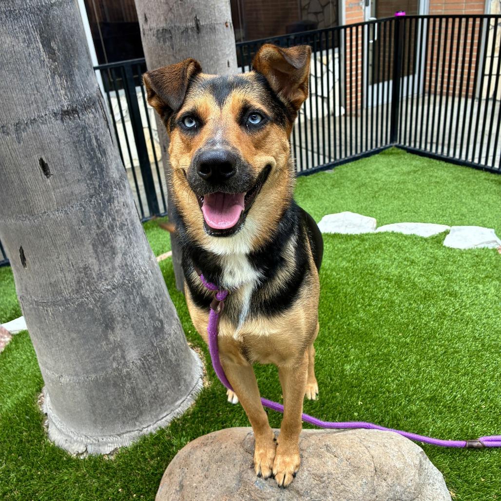 Blue, a Adoptable mixed breed in Long Beach, CA image 6/6