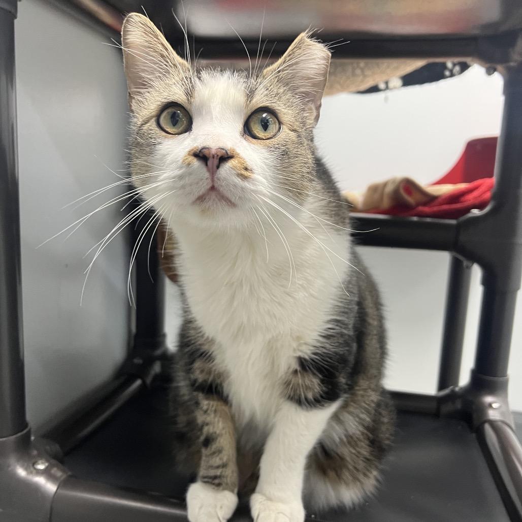 Enlarge Merry Brandybuck (Bonded to Pippin), a Adoptable Domestic Short Hair in Waynesville, NC image 1/4