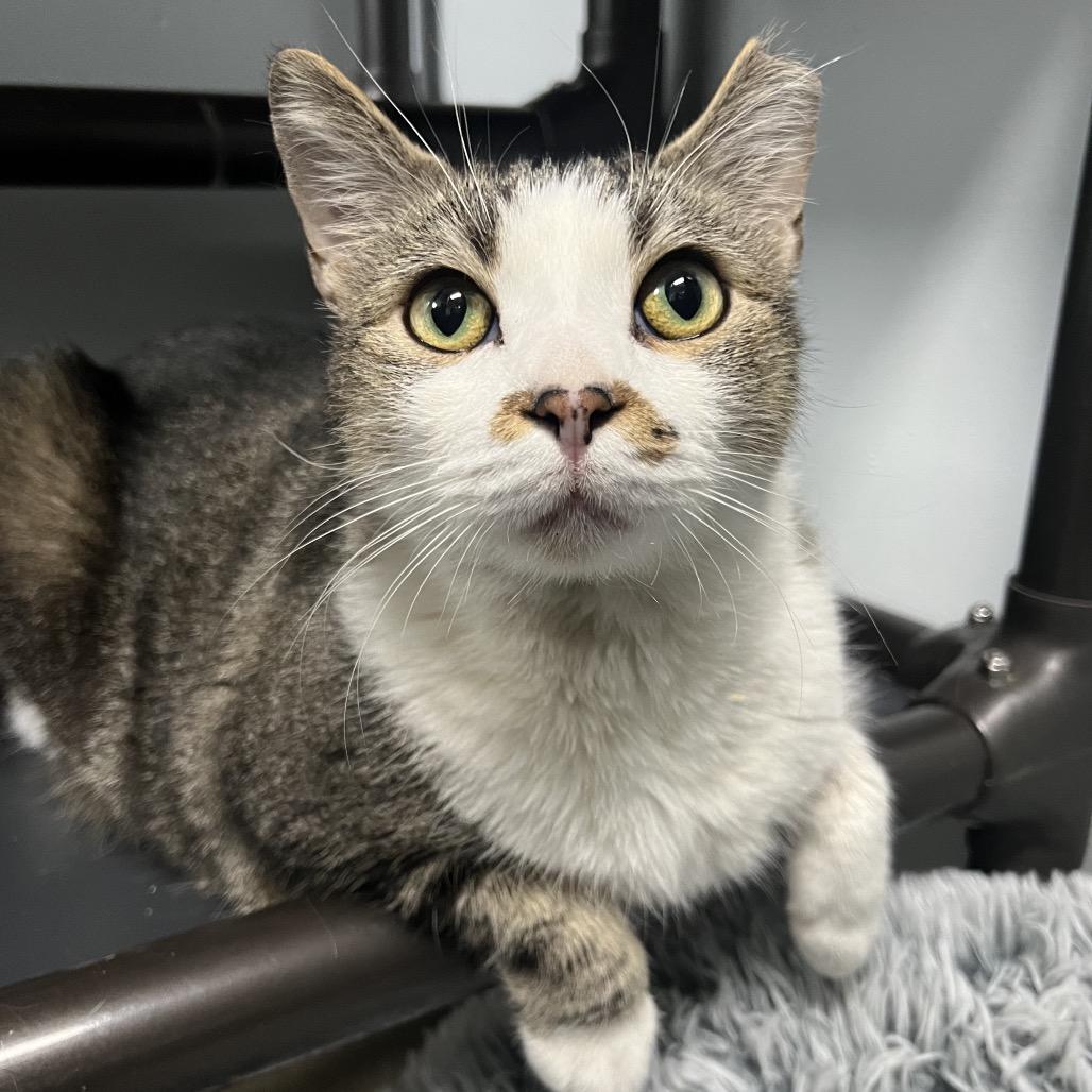 Enlarge Merry Brandybuck (Bonded to Pippin), a Adoptable Domestic Short Hair in Waynesville, NC image 2/4