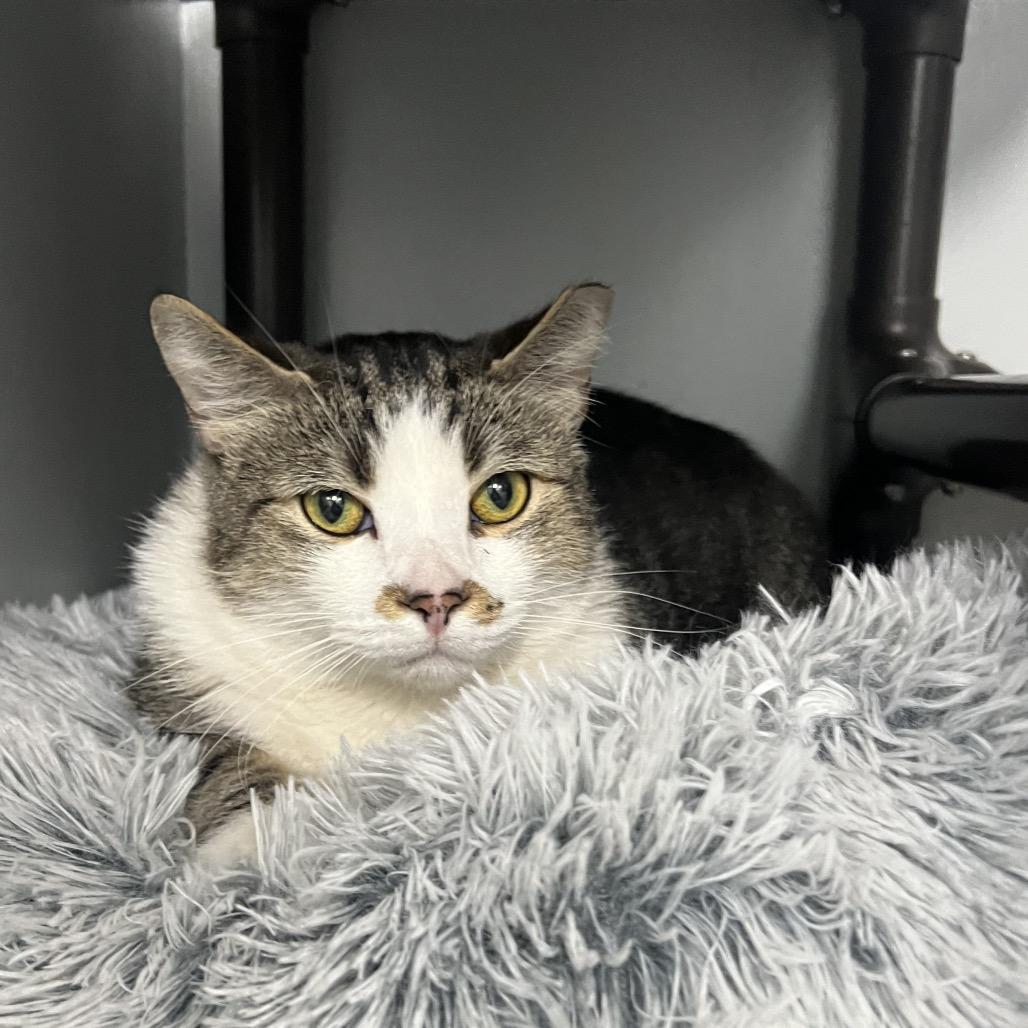 Enlarge Merry Brandybuck (Bonded to Pippin), a Adoptable Domestic Short Hair in Waynesville, NC image 3/4