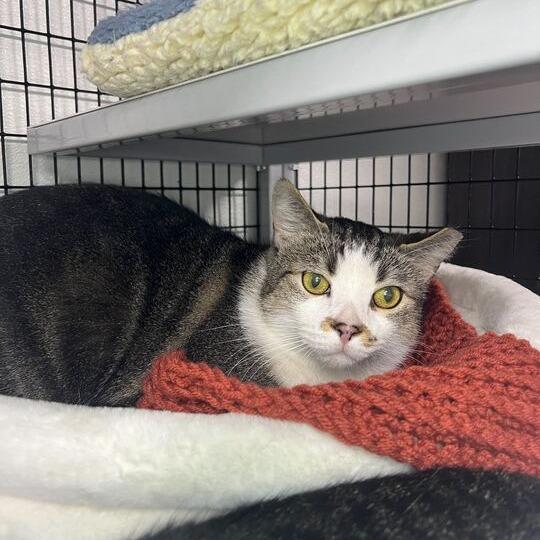 Enlarge Merry Brandybuck (Bonded to Pippin), a Adoptable Domestic Short Hair in Waynesville, NC image 4/4