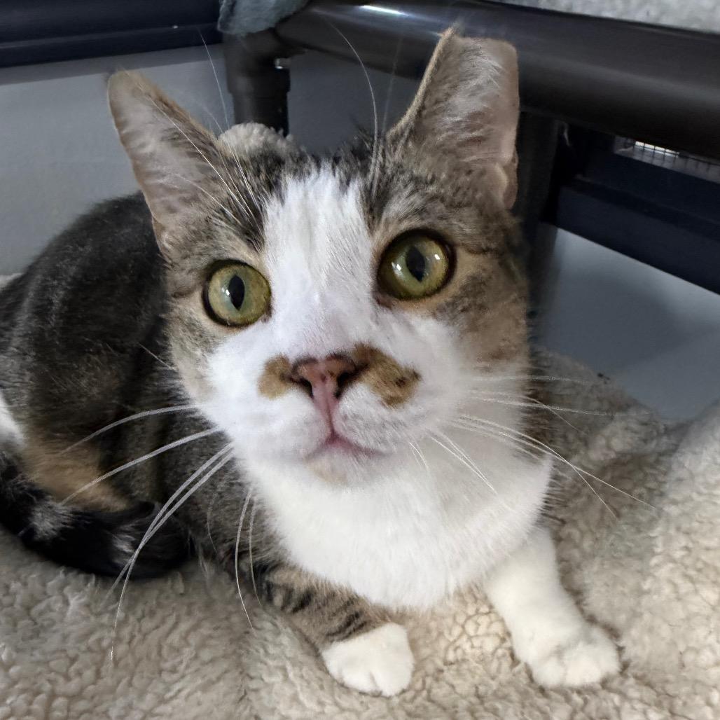 Enlarge Merry Brandybuck (Bonded to Pippin), a Adoptable Domestic Short Hair in Waynesville, NC image 5/6