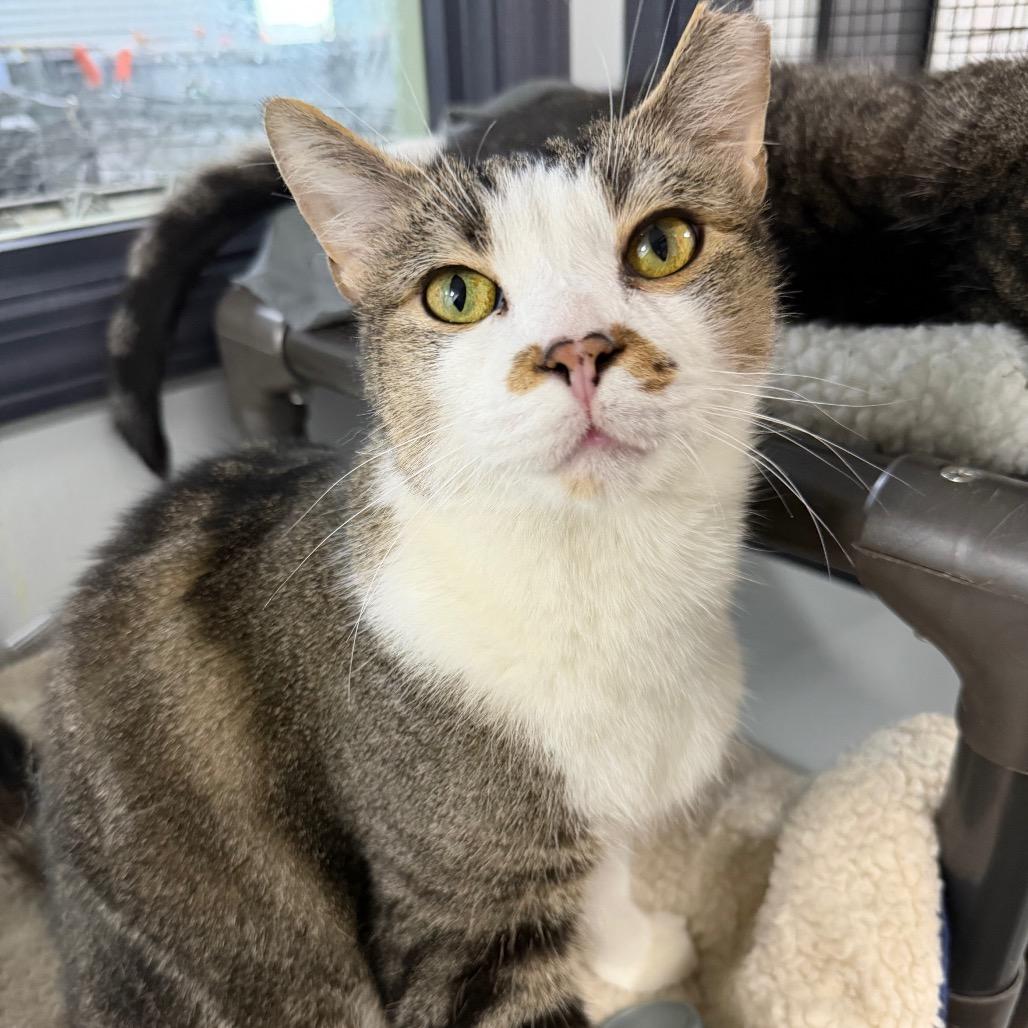 Enlarge Merry Brandybuck (Bonded to Pippin), a Adoptable Domestic Short Hair in Waynesville, NC image 6/6