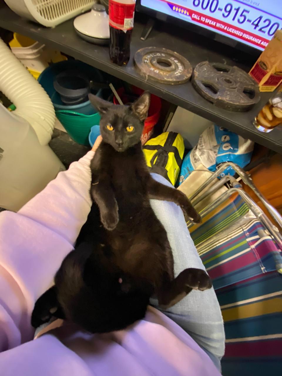 Binx, a Adopted Bombay in Hampton, VA image 1/3