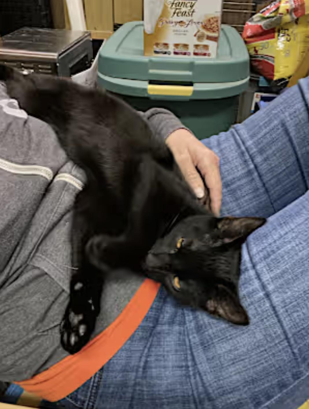 Binx, a Adopted Bombay in Hampton, VA image 2/3