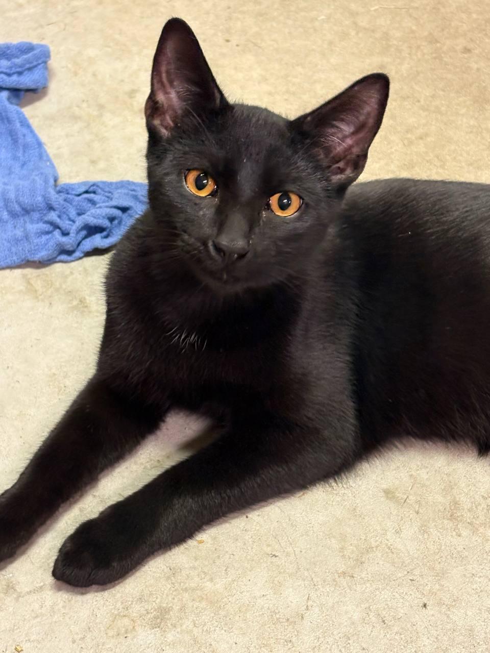 Binx, a Adopted Bombay in Hampton, VA image 3/3