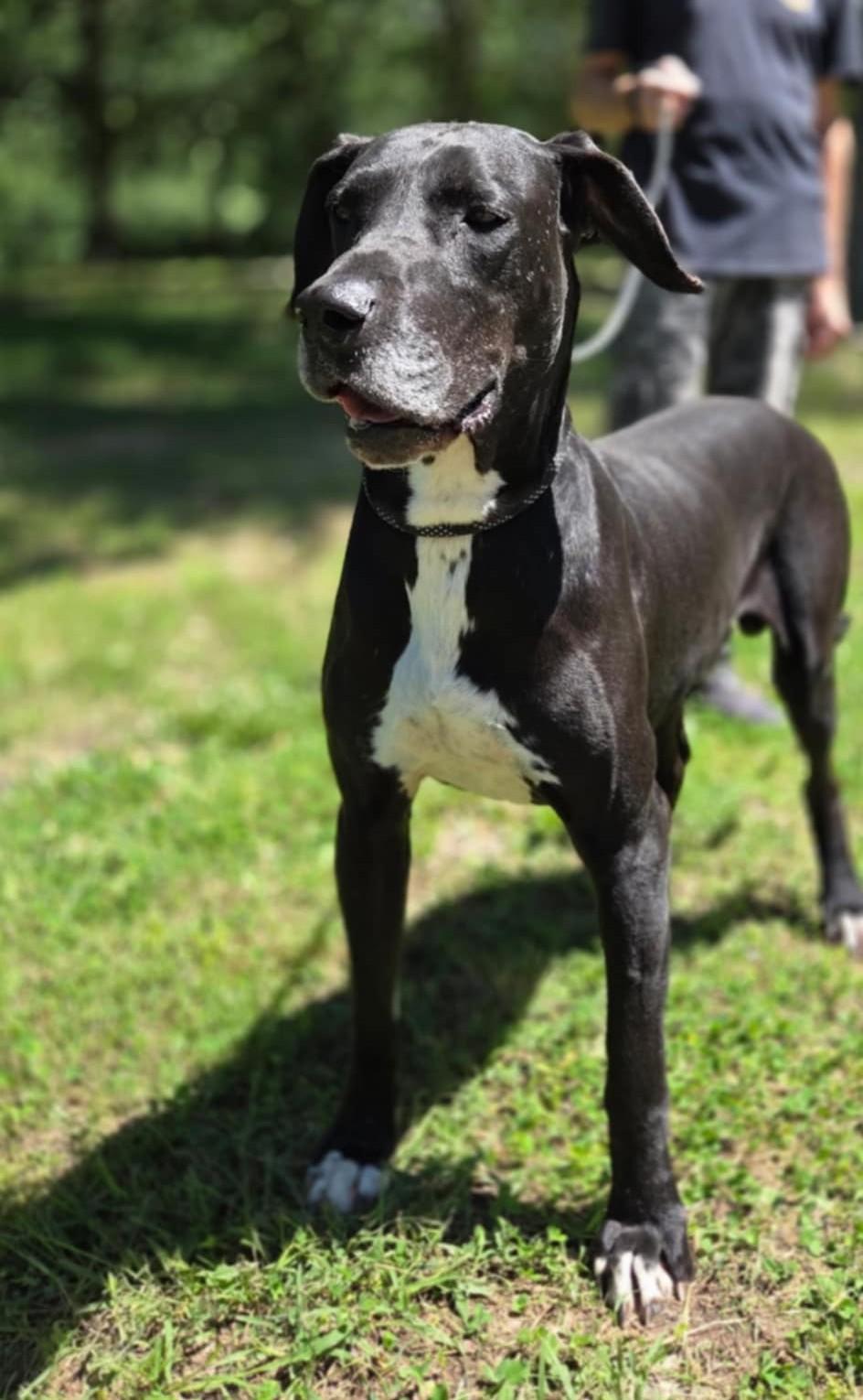 Rocky, Young Male Great Dane