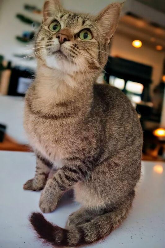 Brandy <br>Sponsored Adoption Fee!, a Adoptable Tabby in Knoxville, TN image 1/3