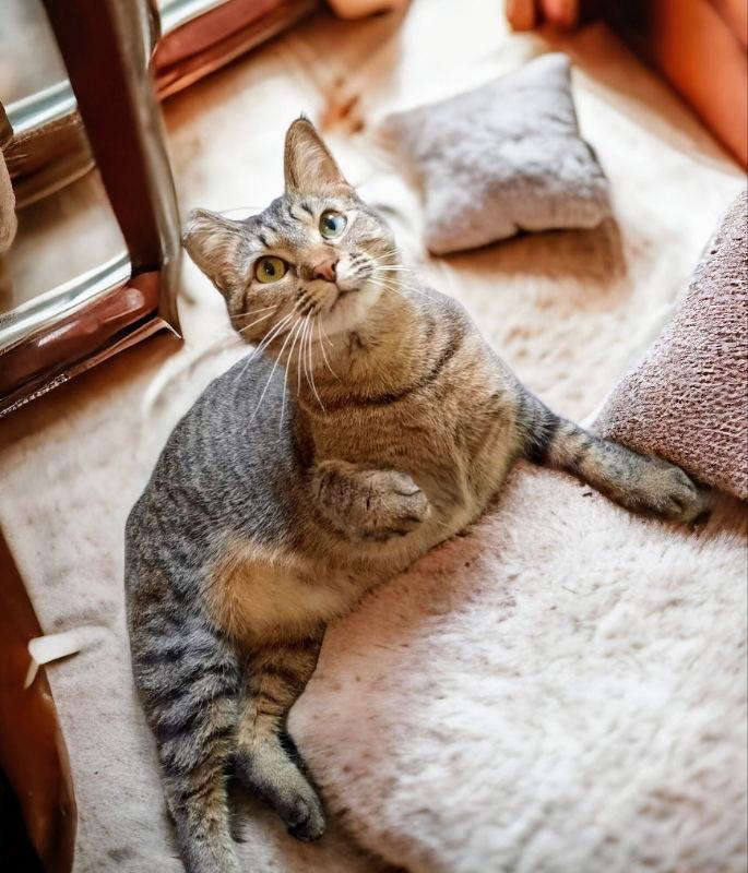 Brandy <br>Sponsored Adoption Fee!, a Adoptable Tabby in Knoxville, TN image 3/3