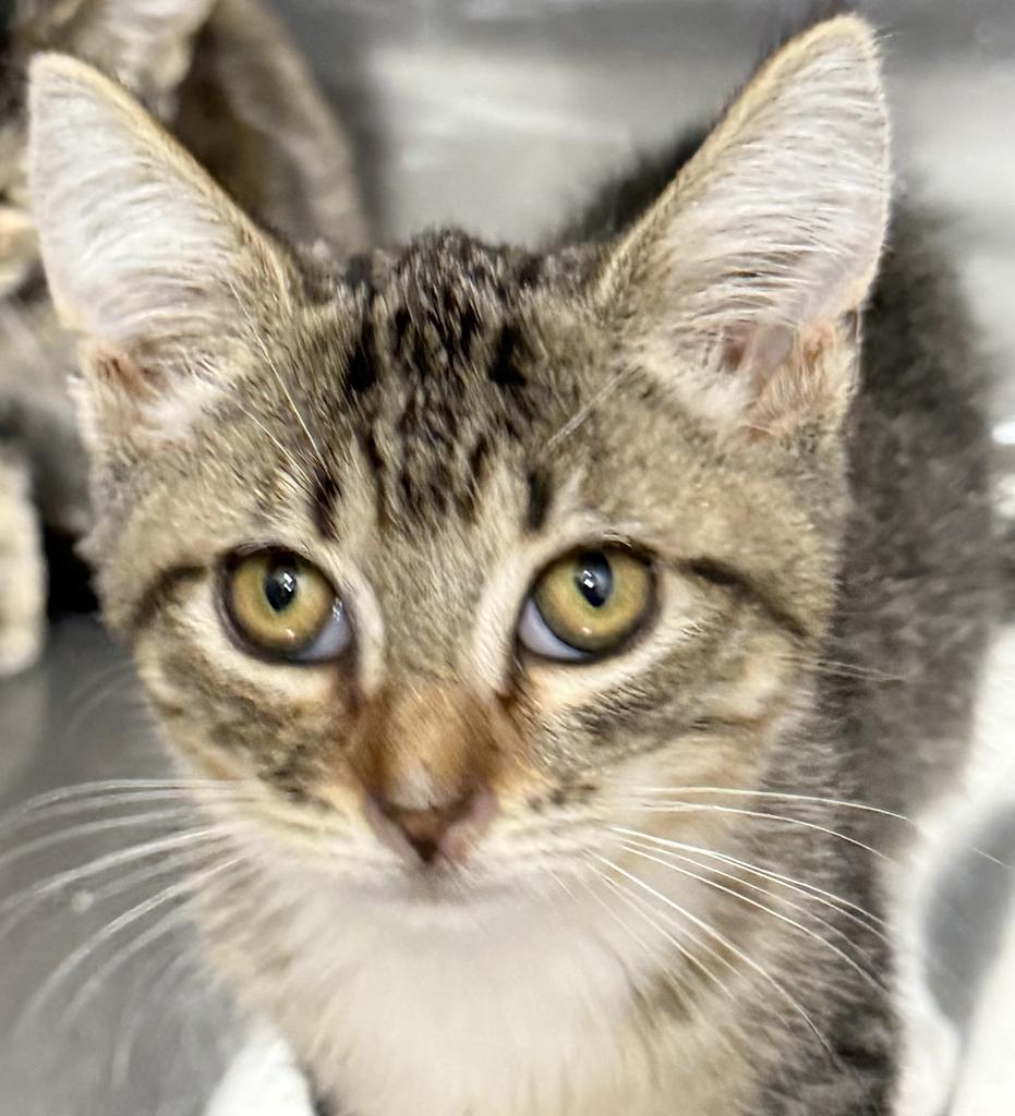 Enlarge Oppo Taco, a Adoptable mixed breed in Ontario, OR image 1/1