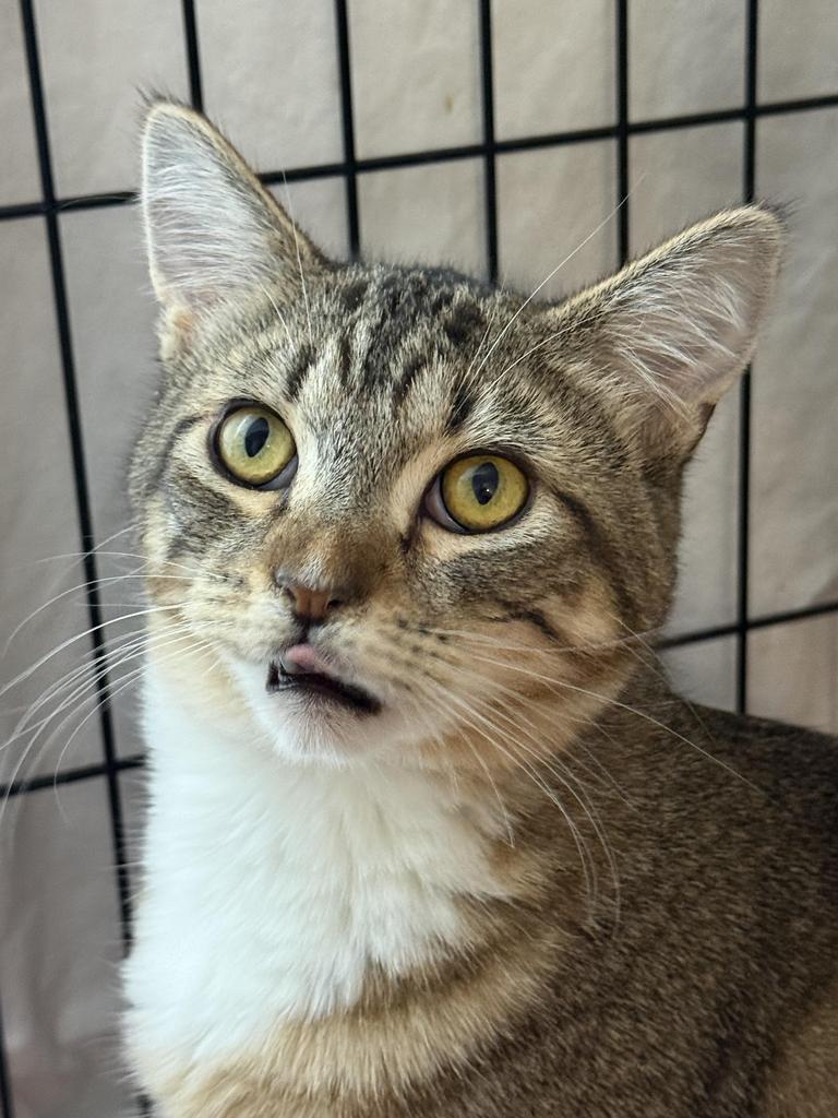 Enlarge Oppo Taco, a Adoptable mixed breed in Ontario, OR image 2/2