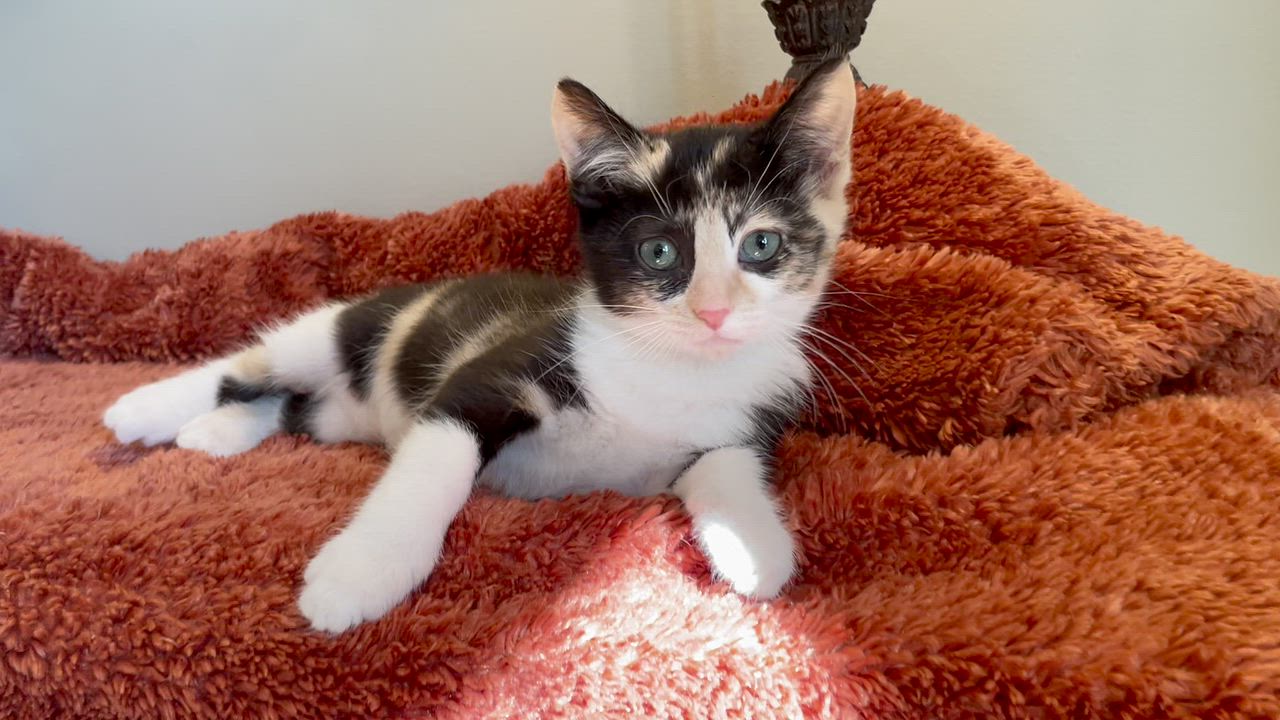 Loretta at Canton PetSmart Adoption Center - Adopted | Petfinder