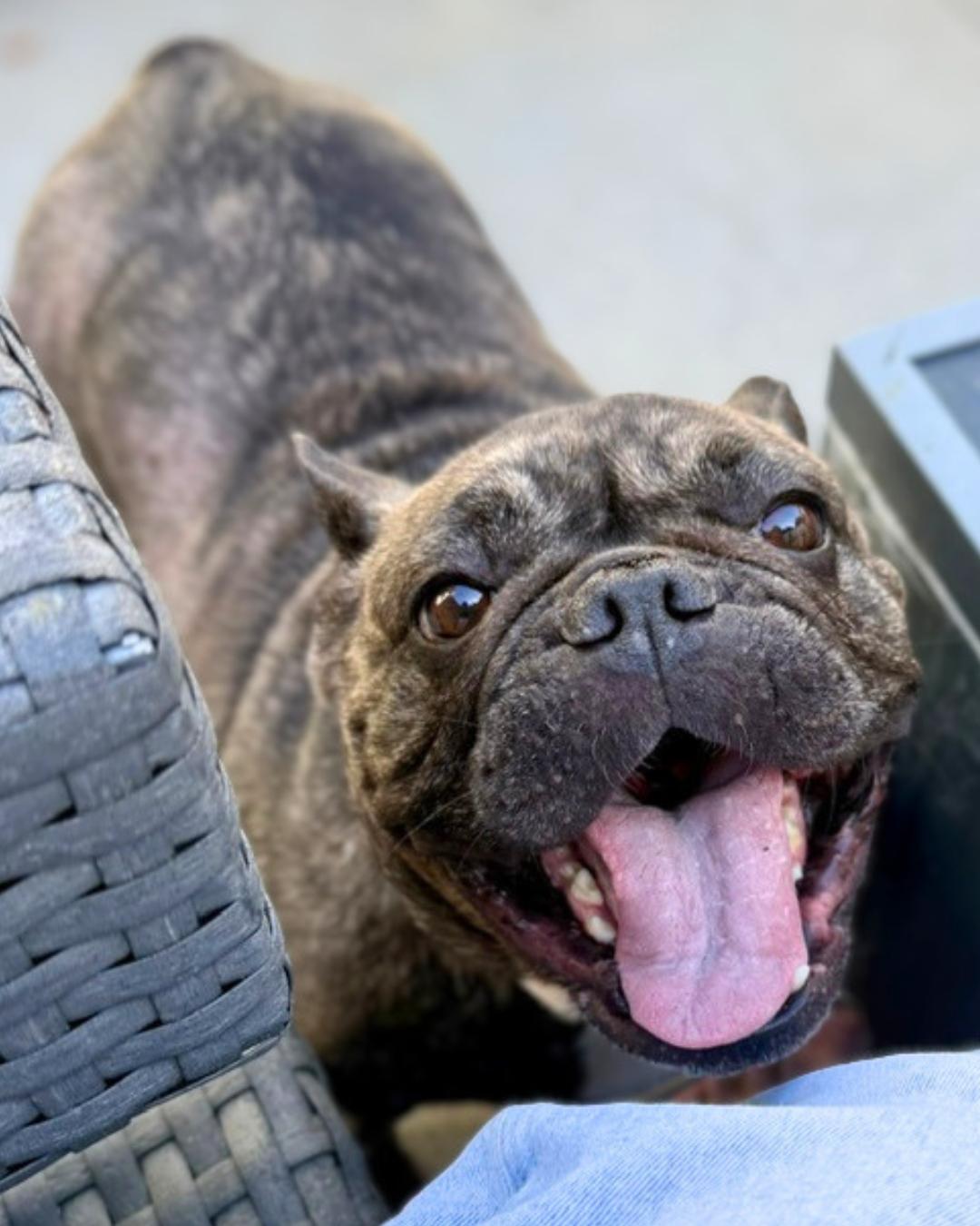 Enlarge Luna (aka Princess Snortington), a Adoptable French Bulldog in Valley Village, CA image 3/5