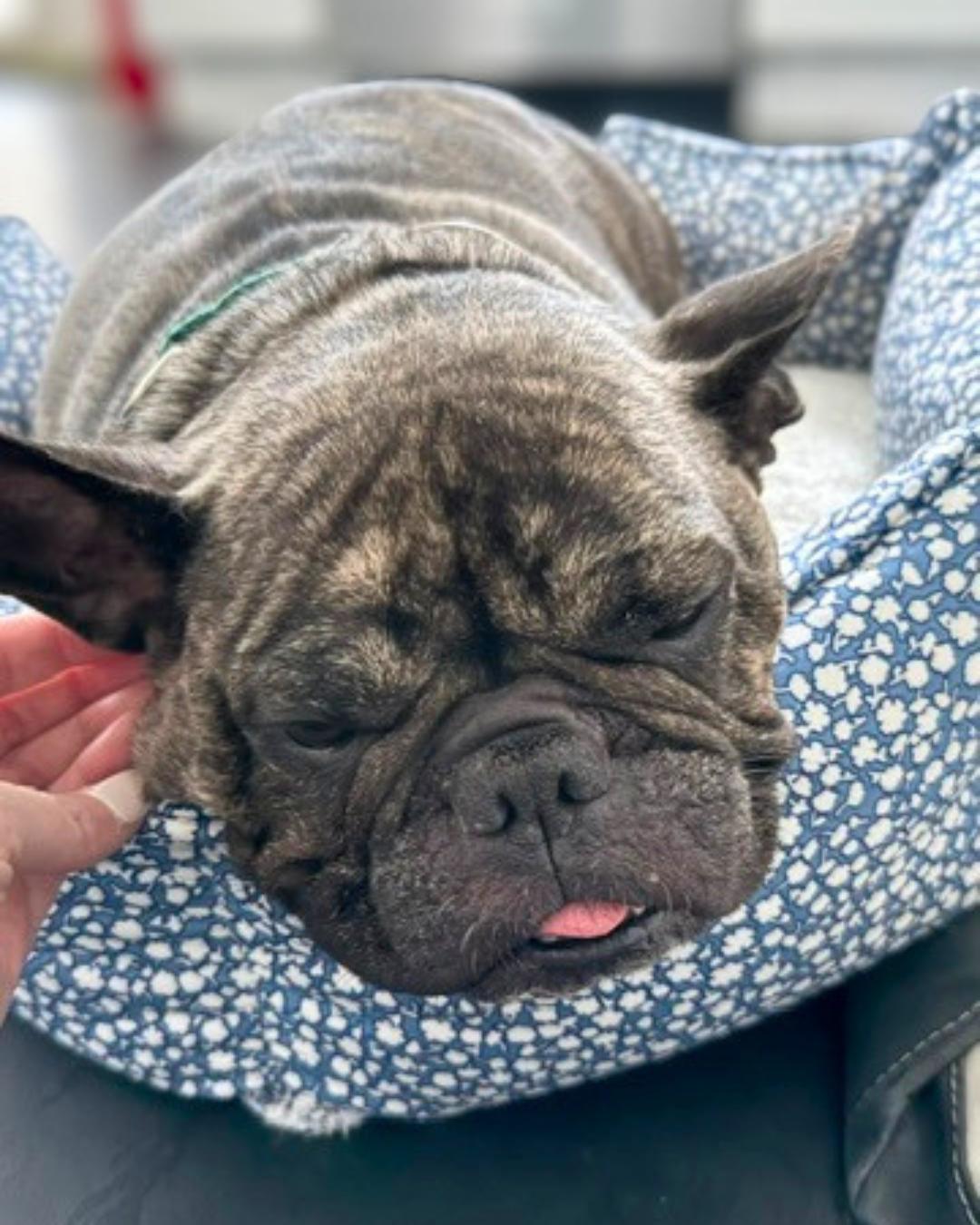 Enlarge Luna (aka Princess Snortington), a Adoptable French Bulldog in Valley Village, CA image 2/5