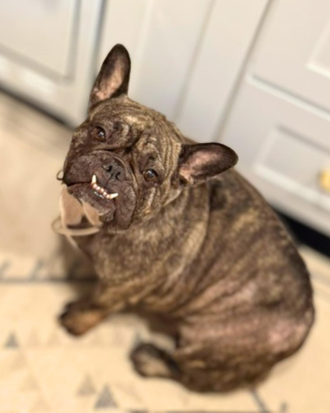 Enlarge Luna (aka Princess Snortington), a Adoptable French Bulldog in Valley Village, CA image 5/5